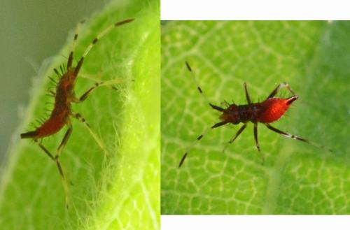 Deraeocoris ruber